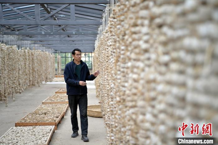 圖為5月10日，工作人員檢查晾曬的曲胚。九美旦增　攝