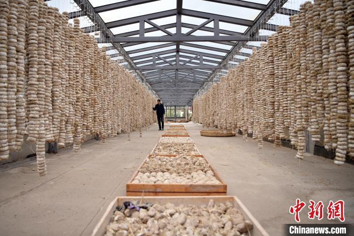 圖為5月10日，工作人員檢查晾曬的曲胚。九美旦增　攝