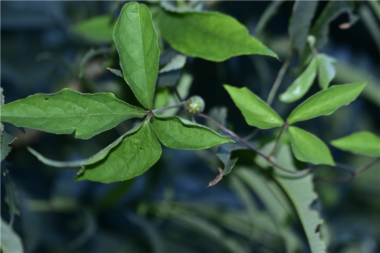 1714286176310743.jpg 22-2.jpg