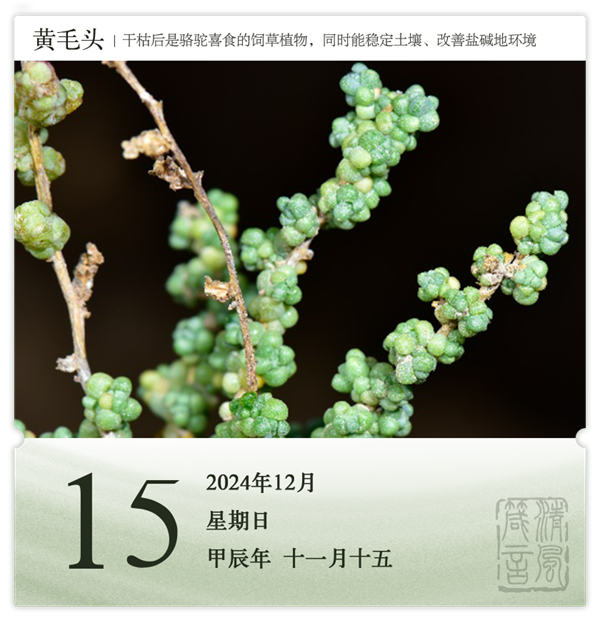 1732870021284489.png 箴歷日歷12-15.png