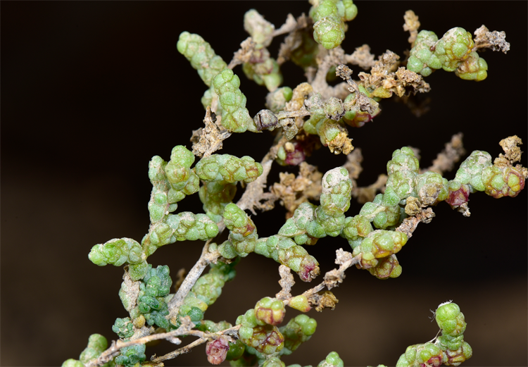 1732870045333083.png 15-2.png