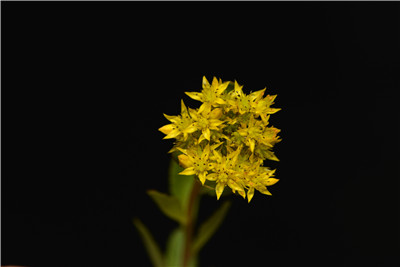 1736830895295499.jpg _0OB6881.JPG