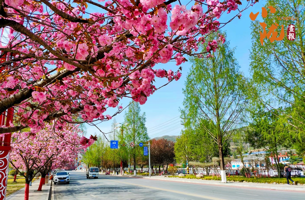 兩當(dāng) 櫻花爛漫 春色滿(mǎn)城