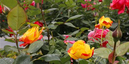 隴拍客丨花漾甘谷 月季傾城