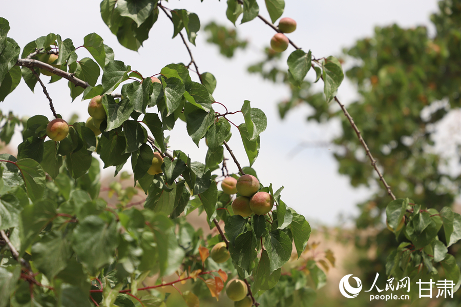 蘭溝村百畝杏林的杏子即將成熟。人民網(wǎng)記者 焦隆攝