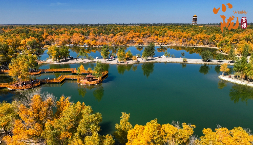 【小隴畫(huà)報(bào)·417期】金塔胡楊，甘肅秋景的“天花板”