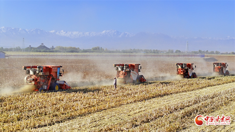 隴拍客丨民樂：高粱收獲忙