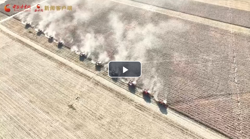 隴拍客丨民樂：高粱收獲忙