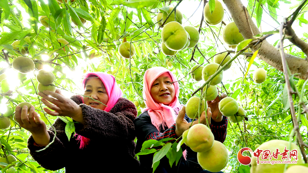 隴拍客丨張掖：3萬多斤錯季鮮桃忙采摘