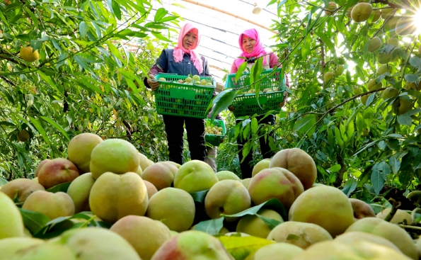 張掖：3萬多斤錯季鮮桃忙采摘